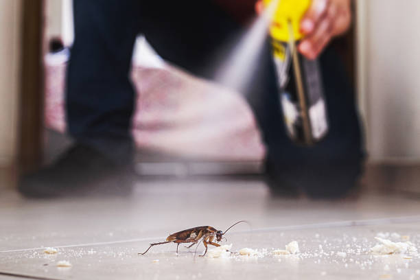 Best Ant Control Services  in Howland Center, OH