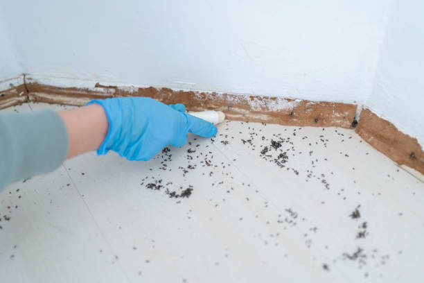 Best Termite Control Services  in Howland Center, OH